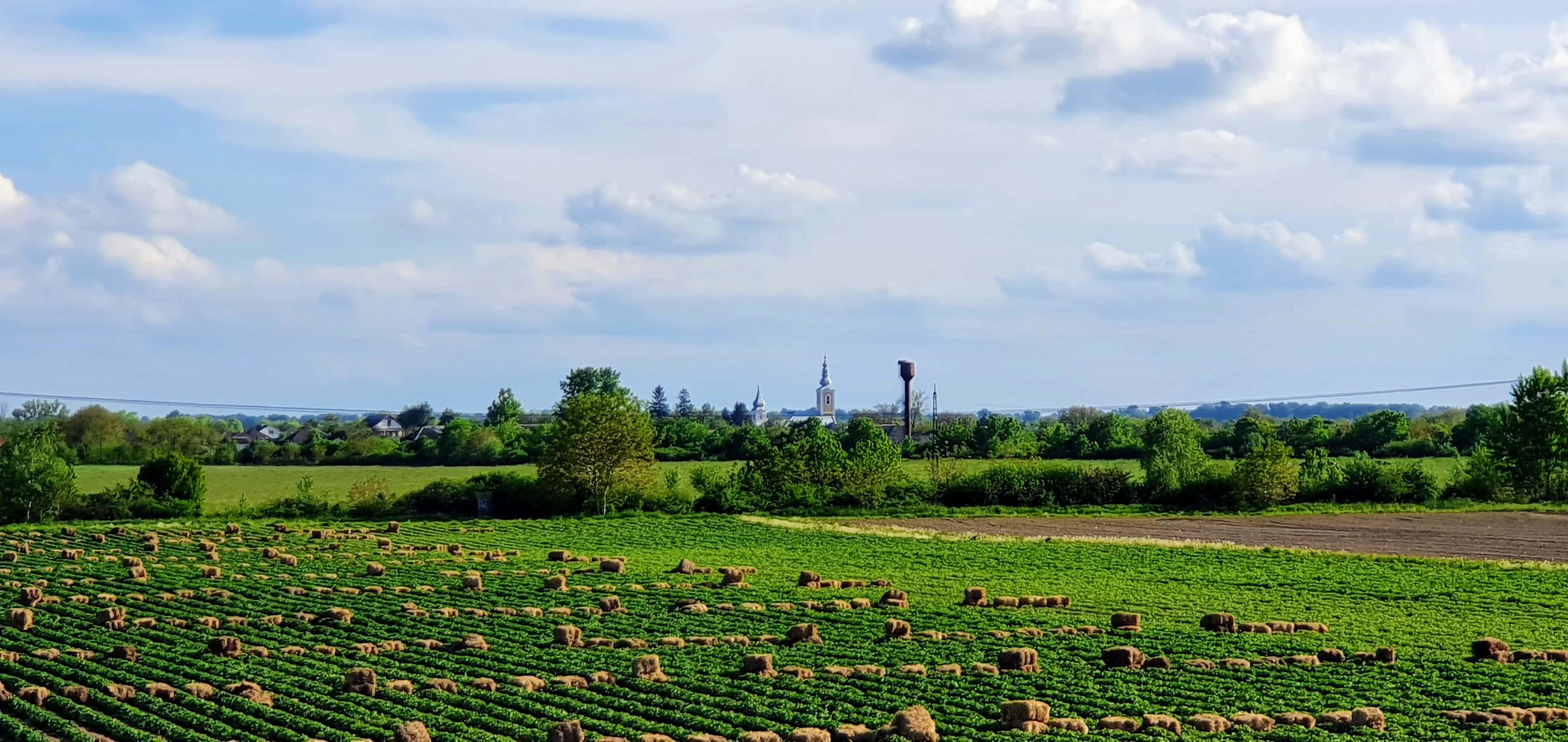 Erdbeerfelder mit der Dorfkirche von Matiyovo