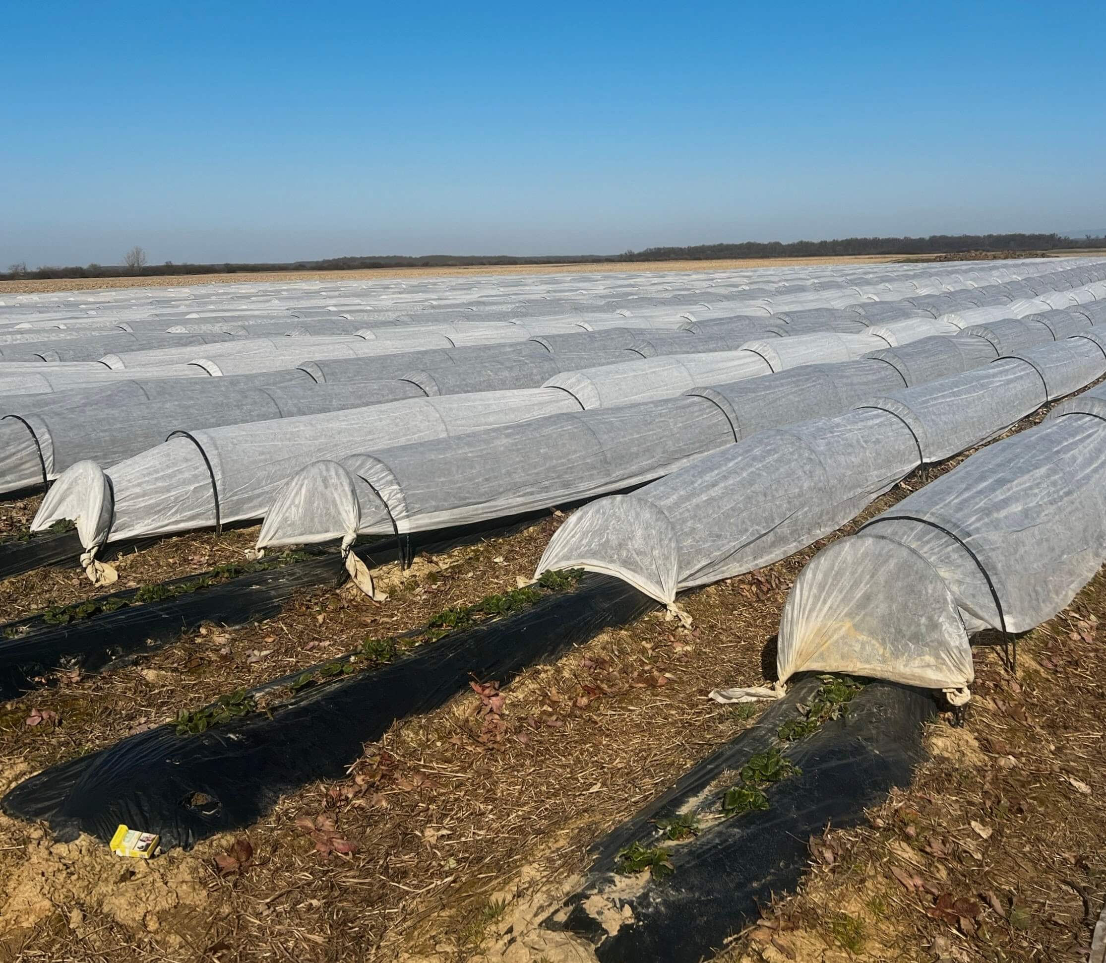 Folientunnel für unseren Erdbeeranbau in Matiyovo
