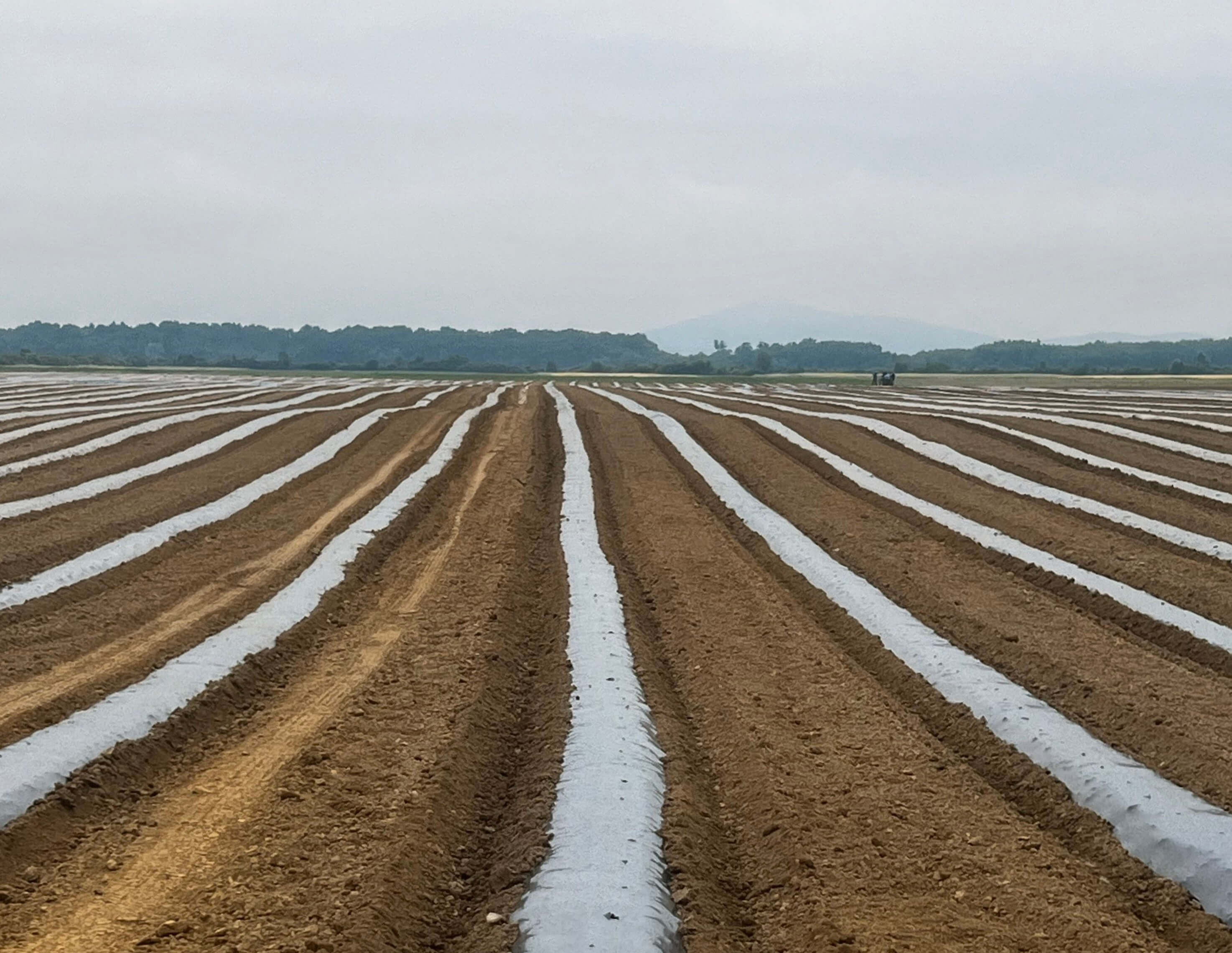 Folienmulchkämme für die Landwirtschaft in Transkarpatien