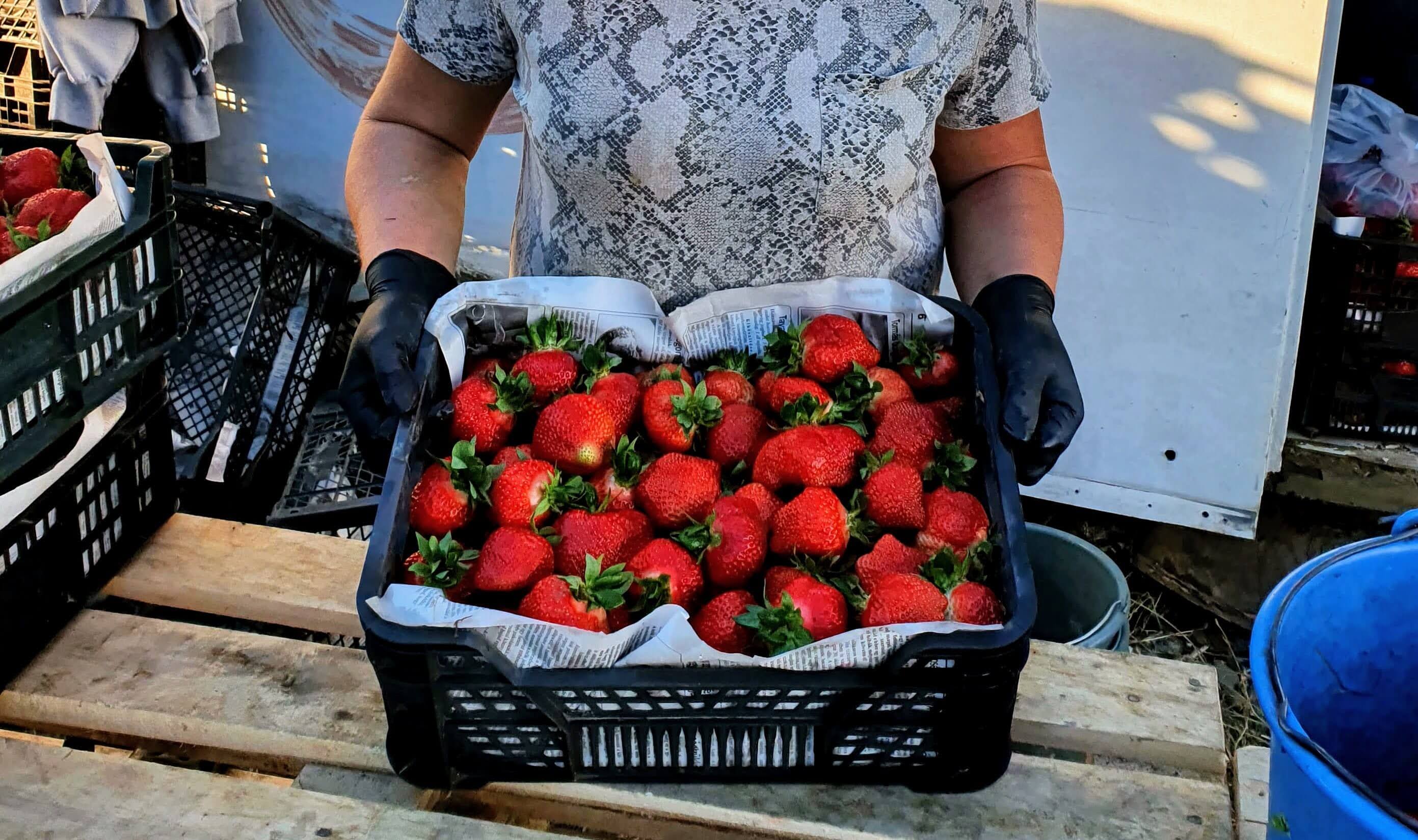 Frisch geerntete Premium-Erdbeeren direkt vom Erzeuger
