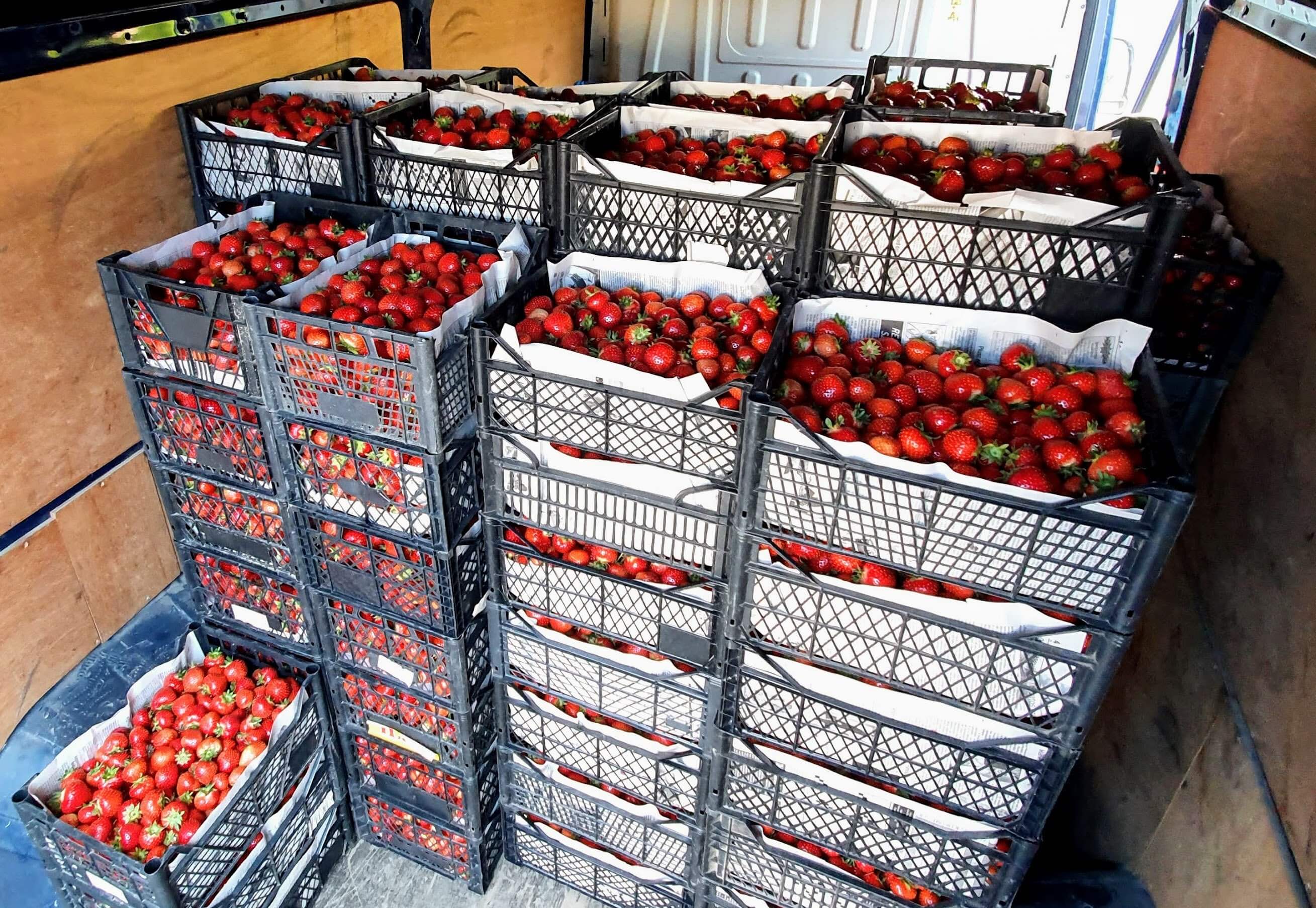 Transporter beladen mit unseren Erdbeeren für Großhandelslieferungen