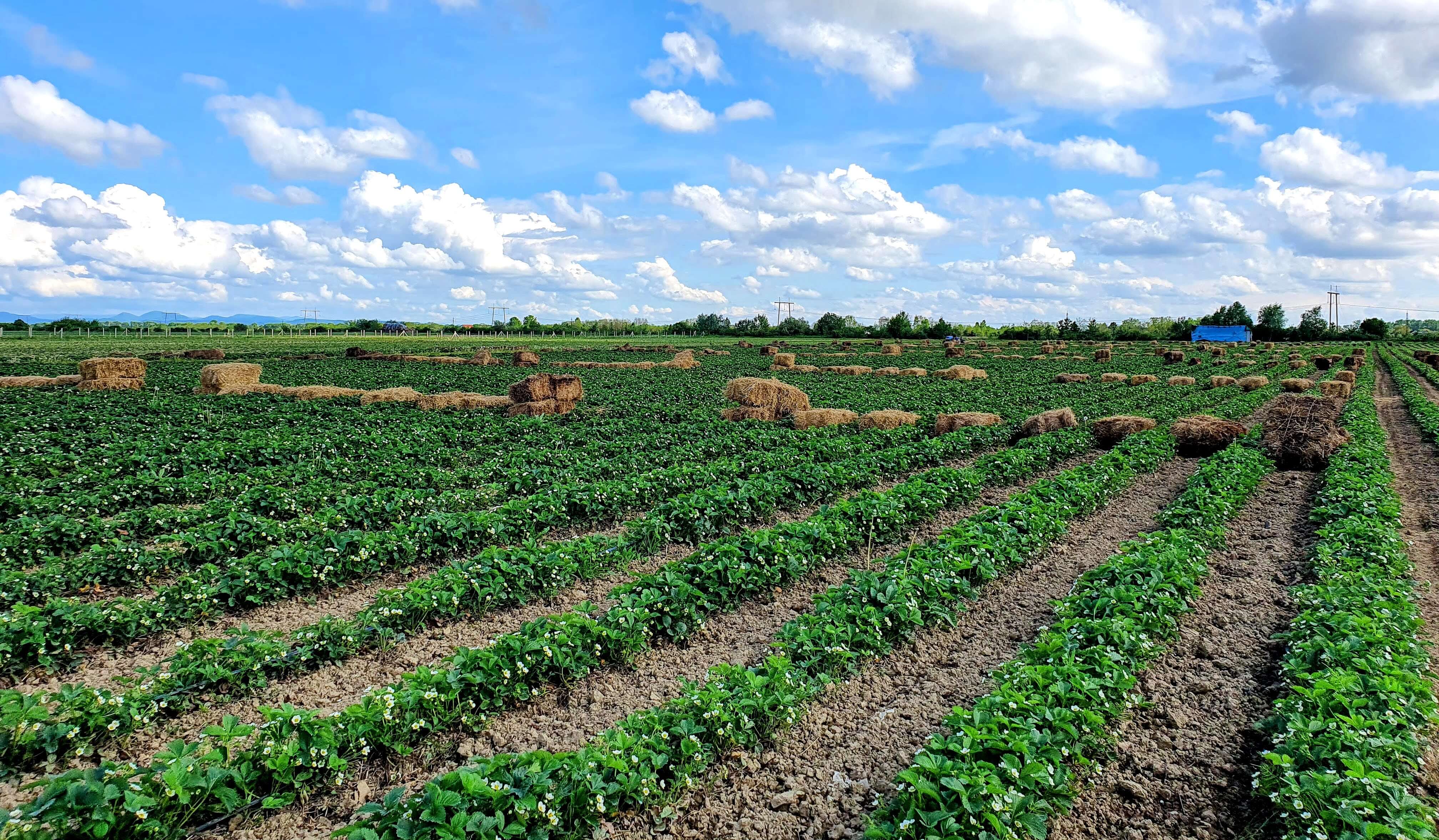 Unser blühendes Erdbeerfeld in Transkarpatien